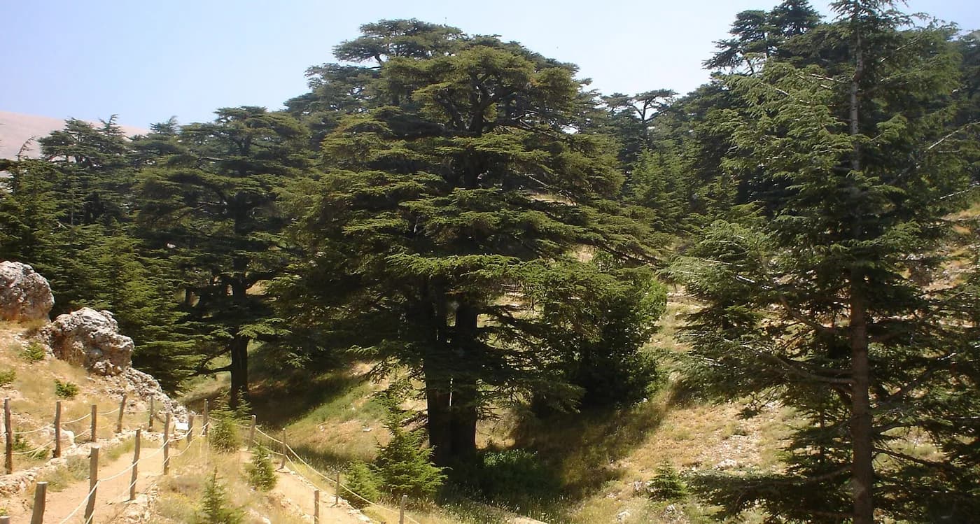 Cedar forest in the mountains of Lebanon