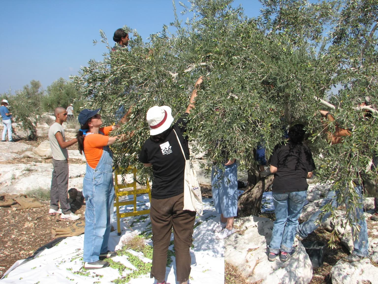 Palestinian farmers harvesting olives from an olive tree